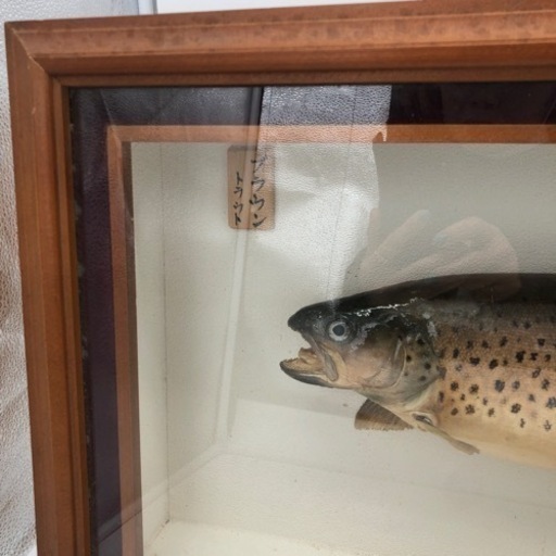 ブラウントラウト剥製　インテリア　釣り　魚（A403）