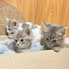 グレー、白しま子猫 - 里親募集