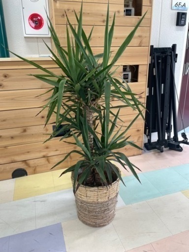 観葉植物　(ユッカ)  4/3締切