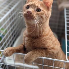 トラ猫４〜５ヶ月男の子です