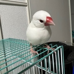 文鳥の里親を探しています