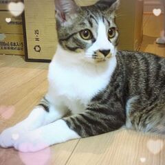 1歳過ぎ　みやまで保護されたキジ白の長くん【5月28日(日曜日)...