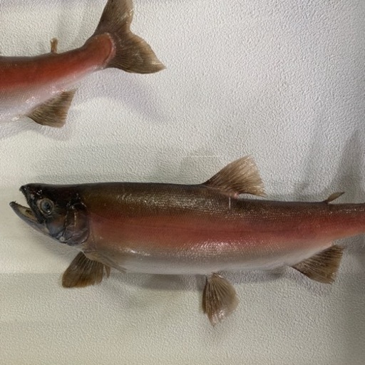 姫鱒(婚姻色)の剥製 インテリア 魚(A408)