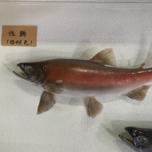 姫鱒(婚姻色)の剥製 インテリア 魚(A408)