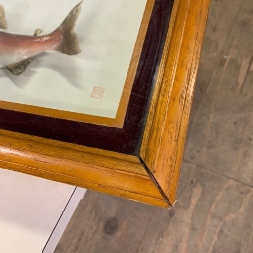 姫鱒(婚姻色)の剥製 インテリア 魚(A408)