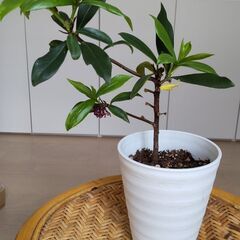 庭木　沈丁花　挿し木　