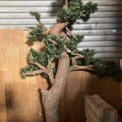 造木　盆栽風