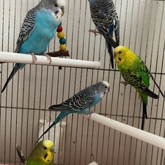 セキセイインコ5匹