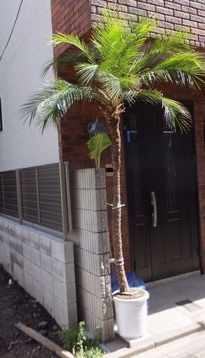 (ありがとうございました)観葉植物　フェニックスロベレニー（別名シンノウヤシ