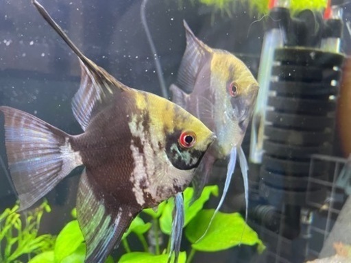 アバターブルーエンゼルフィッシュ　ペア2匹