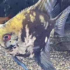 アバターブルーエンゼルフィッシュ　ペア2匹