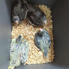 オカメインコ雛入りました🕊️