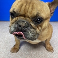 🐶里親募集🐶フレンチブル女の子4歳