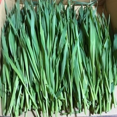オーツヘイ　生牧草200g