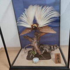 極楽鳥　剥製　ガラスケース付
