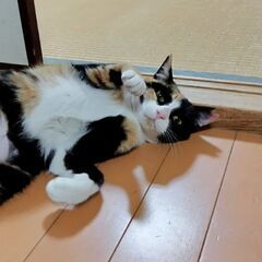 生後６ヶ月、人懐っこさ抜群和やかミケちゃん
