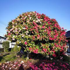 椿【取りに来てくれる方限定】