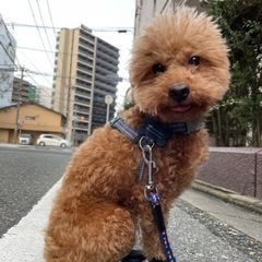 トイプードルのママ友達