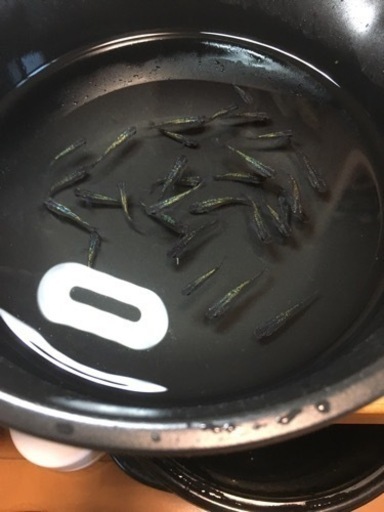 メダカ　サファイア　約30匹　成魚