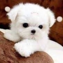 ワンコ好きな人いませんか？