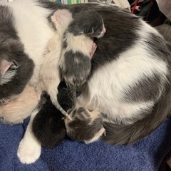 子猫もらって下さいm(_ _)m