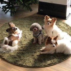 ワンコミーティングしましょ😊