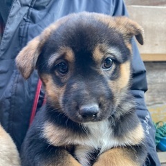 狩猟犬の子犬。