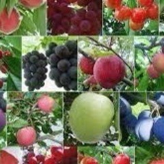 フルーツ狩り好きな人いませんか？😊🍓🍋