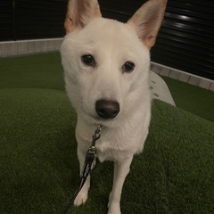 里見募集してます - 犬