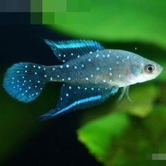 スペクトロレビアス、チャコエンシス(卵生メダカ)ペア若魚