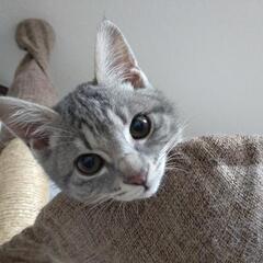 甘えっ子サバトラ子猫里親募集
