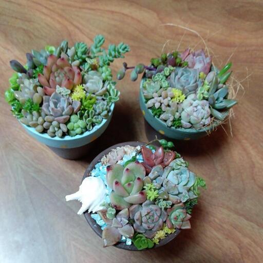 多肉植物の寄せ植え