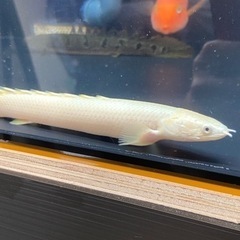 ポリプテルスセネガルスホワイト