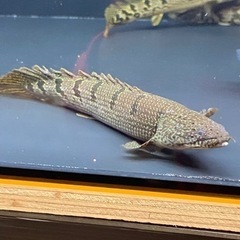 ポリプテルス