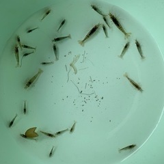 ミナミヌマエビ10匹または20匹🦐の画像