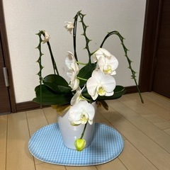 胡蝶蘭