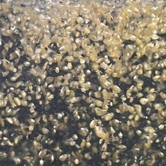 ミジンコ　エサ    の画像