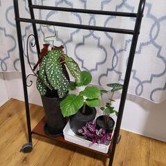 観葉植物＆ハンガーラック(ボタニーハンキングラック)