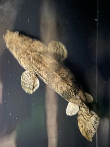 ウルトラショートエンドリケリー　約25センチ