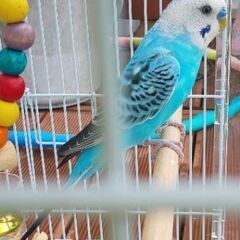 セキセイインコを探しています！