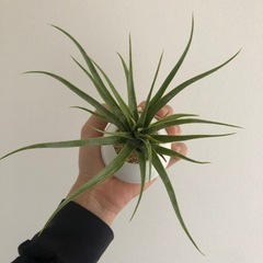 ミニマム　白陶器フェイクグリーン🌱🐈の画像