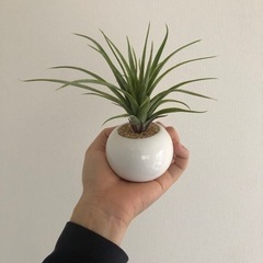 ミニマム　白陶器フェイクグリーン🌱🐈の画像