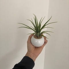 ミニマム　白陶器フェイクグリーン🌱🐈の画像