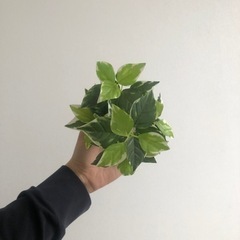 フェイクグリーン🌱🐈の画像