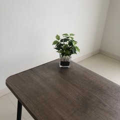 フェイクグリーン🌱🐈の画像