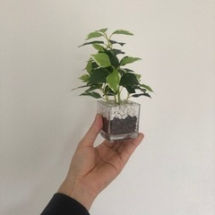 フェイクグリーン🌱🐈の画像