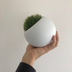 のり　フェイクプラント🌱🐈の画像