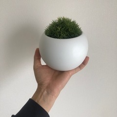 のり　フェイクプラント🌱🐈の画像
