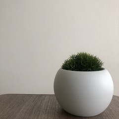 のり　フェイクプラント🌱🐈の画像