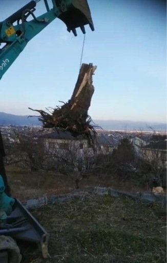 抜根　伐採　解体　格安(相見積大歓迎